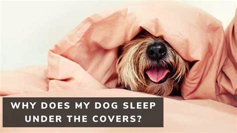 Is it OK to let your dog sleep under the covers?