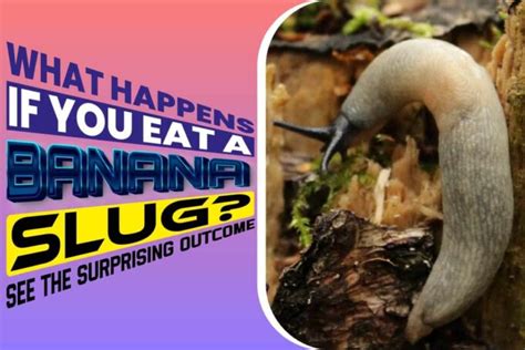 Is it OK to lick a banana slug?