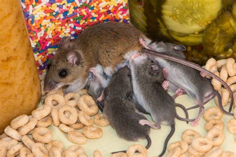Is it OK to live with mice in your house?