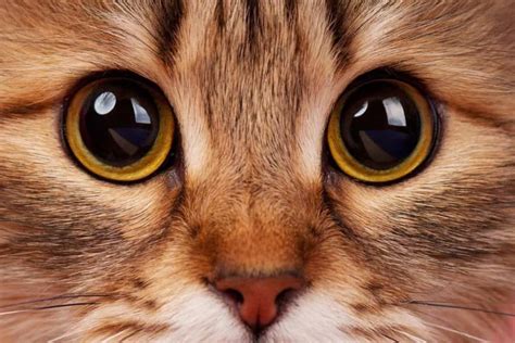 Is it OK to look into a cat's eyes?