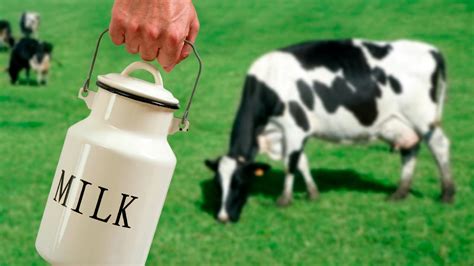 Is it OK to milk cows?
