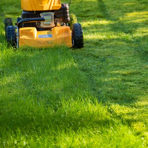 Is it OK to mow tall grass?