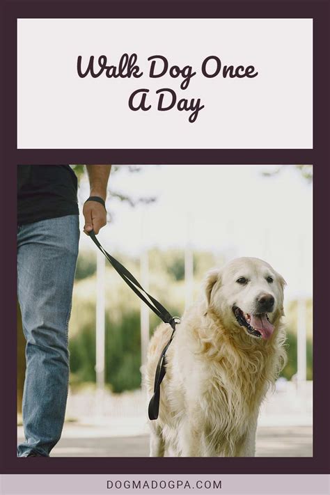 Is it OK to only walk a dog once a day?