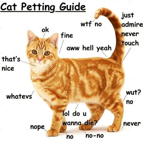 Is it OK to pat a cat?