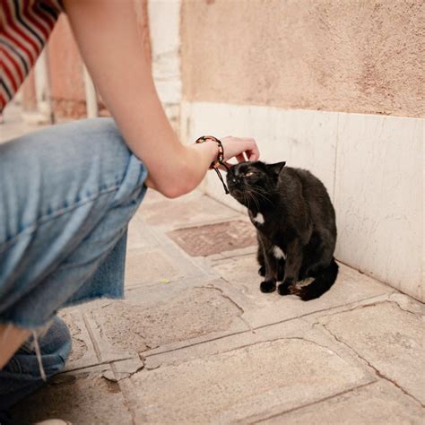 Is it OK to pet Strays?