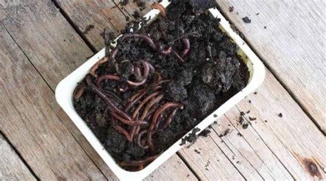Is it OK to pick up earthworms?