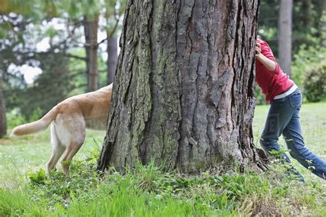 Is it OK to play hide and seek with dog?