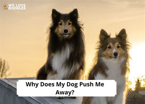 Is it OK to push dog away?