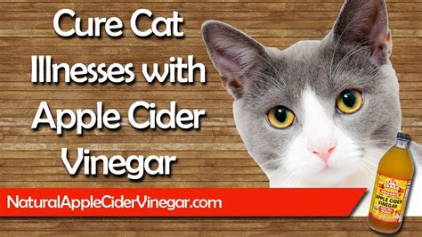 Is it OK to put apple cider vinegar in cats ears?