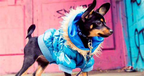 Is it OK to put clothes on a dog?