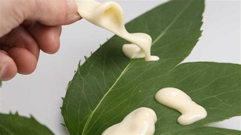 Is it OK to put mayonnaise on plant leaves?