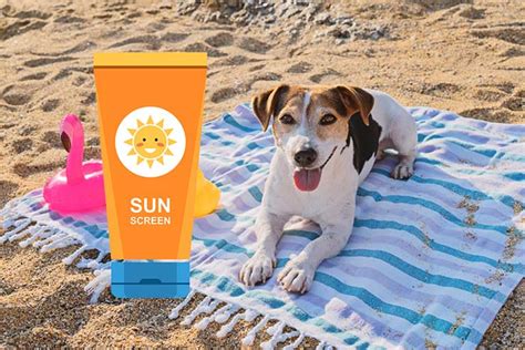 Is it OK to put sunscreen on a dog?