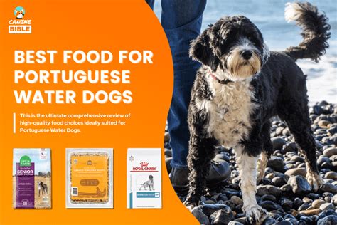 Is it OK to put water in dog food?