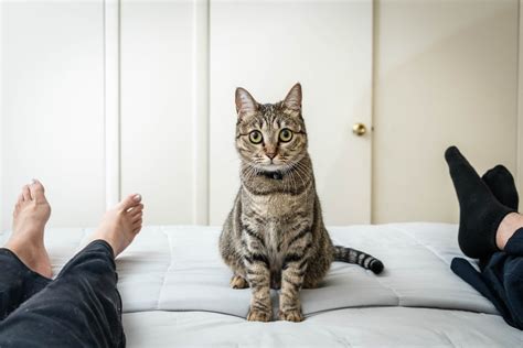 Is it OK to put your cat in a separate room at night?