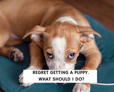 Is it OK to regret getting a dog?