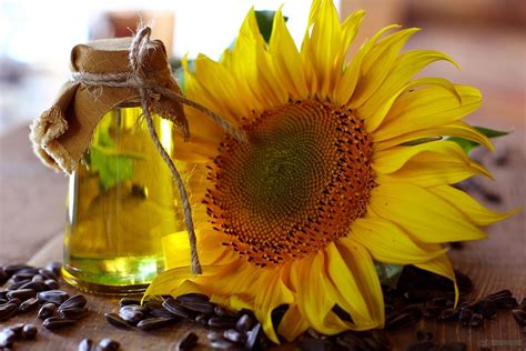 Is it OK to reheat sunflower oil?