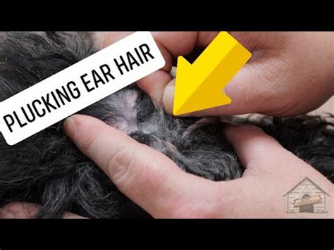Is it OK to remove hair from dogs ears?