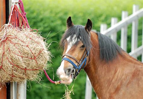 Is it OK to ride a horse after feeding?