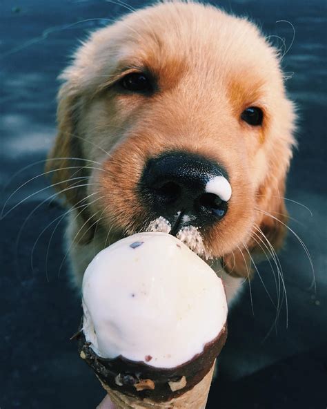 Is it OK to share ice cream with your dog?