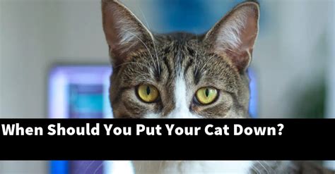 Is it OK to shove your cat?