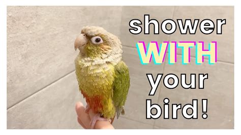 Is it OK to shower with your bird?