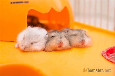 Is it OK to sleep with a hamster?