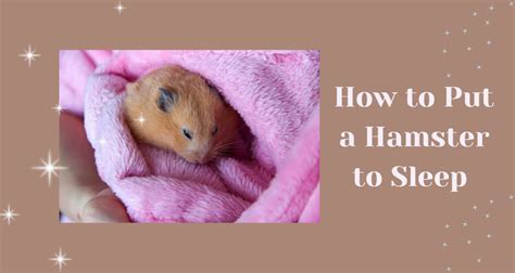 Is it OK to sleep with a hamster?