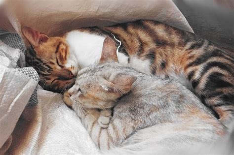 Is it OK to sleep with a kitten?