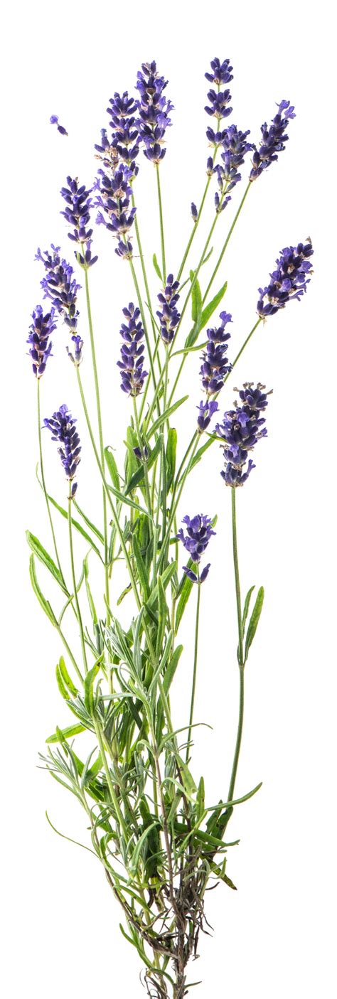 Is it OK to sleep with lavender?