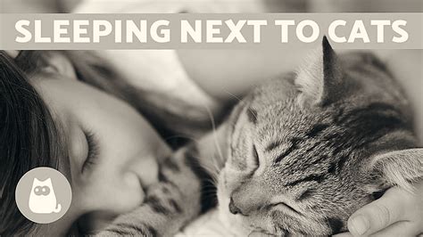 Is it OK to sleep with your cat?
