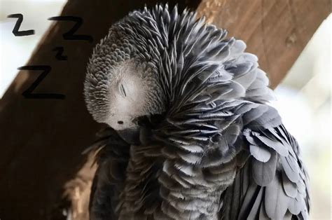 Is it OK to sleep with your parrot?