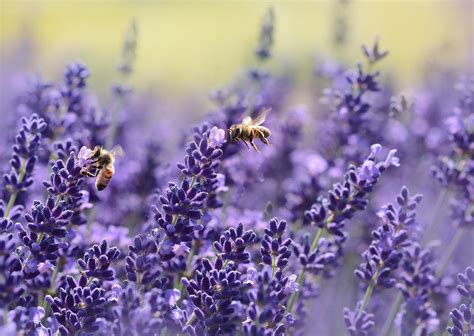 Is it OK to smell lavender?