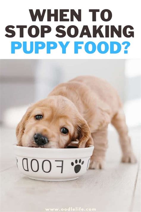 Is it OK to soak dry dog food in water?