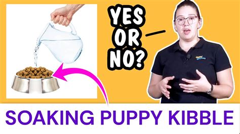 Is it OK to soak kibble in water?