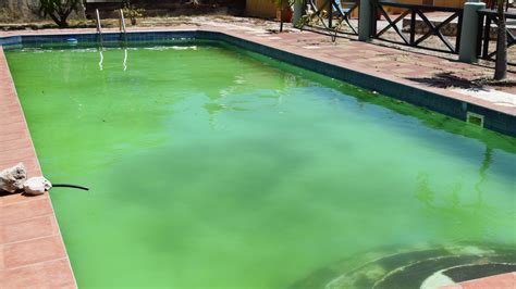 Is it OK to swim in a pool with algae?