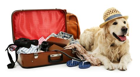 Is it OK to take a puppy on holiday?