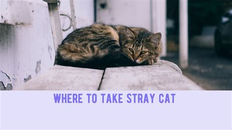 Is it OK to take in a stray cat?