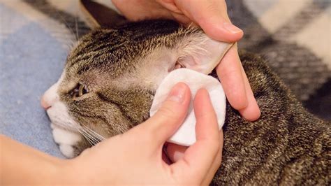 Is it OK to touch a cats ear?