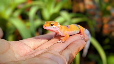 Is it OK to touch a leopard gecko?