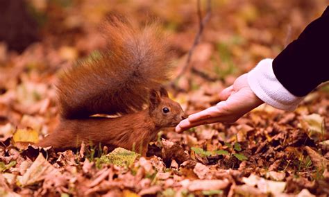 Is it OK to touch a squirrel?