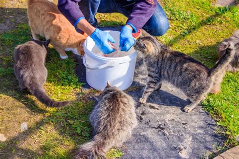 Is it OK to touch a stray cat?