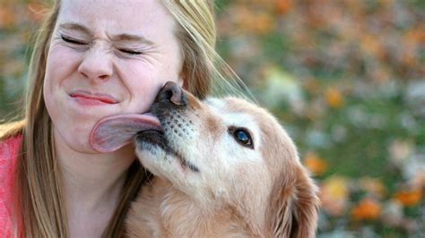 Is it OK to touch dog saliva?