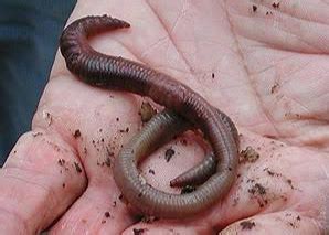 Is it OK to touch earthworms?