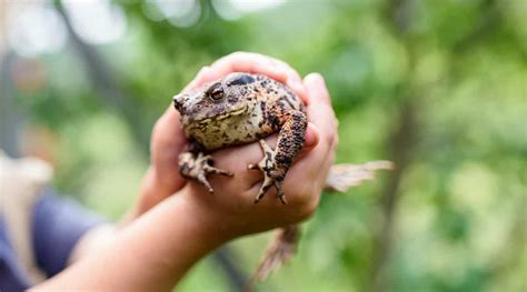 Is it OK to touch frogs?