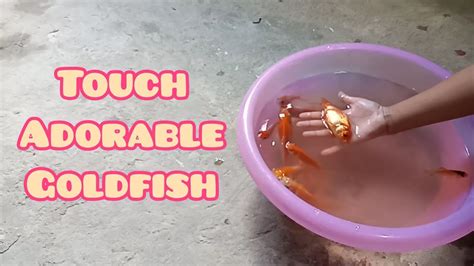 Is it OK to touch goldfish?