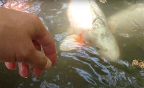 Is it OK to touch koi fish?