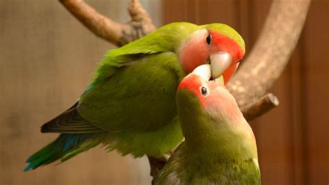 Is it OK to touch love birds?