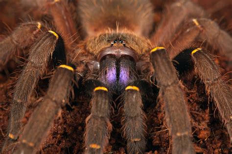 Is it OK to touch tarantula?