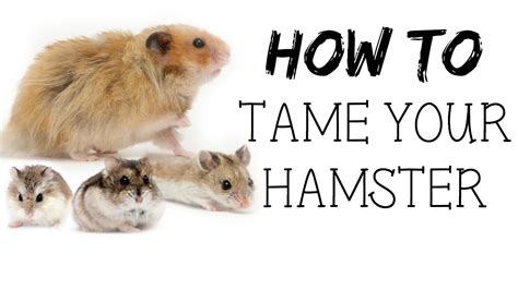 Is it OK to touch your hamster?