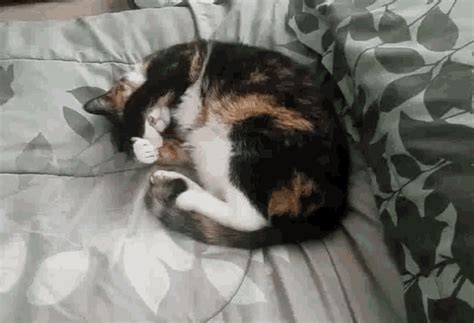 Is it OK to wake a sleeping cat?